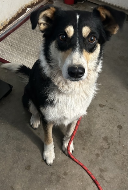 Zena