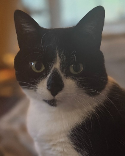 Maya