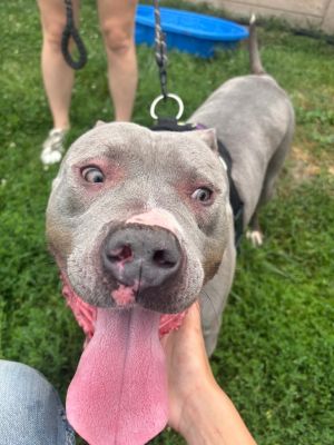 Tucker, Adult Male unknown