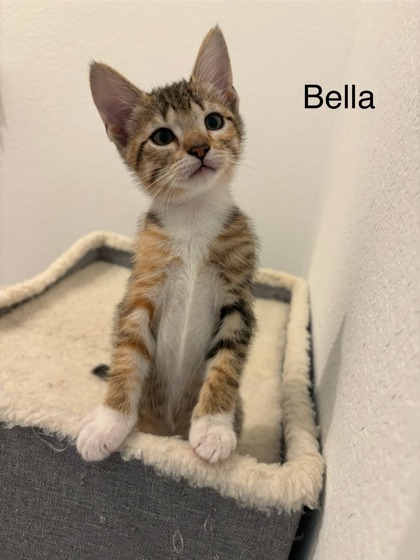 Bella