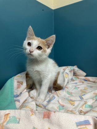Orange Julius, an adoptable Domestic Medium Hair, Domestic Short Hair in Pendleton, OR, 97801 | Photo Image 1