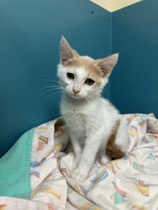 Orange Julius, an adoptable Domestic Medium Hair, Domestic Short Hair in Pendleton, OR, 97801 | Photo Image 2