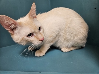 Olson, an adoptable Domestic Short Hair in Pendleton, OR, 97801 | Photo Image 1