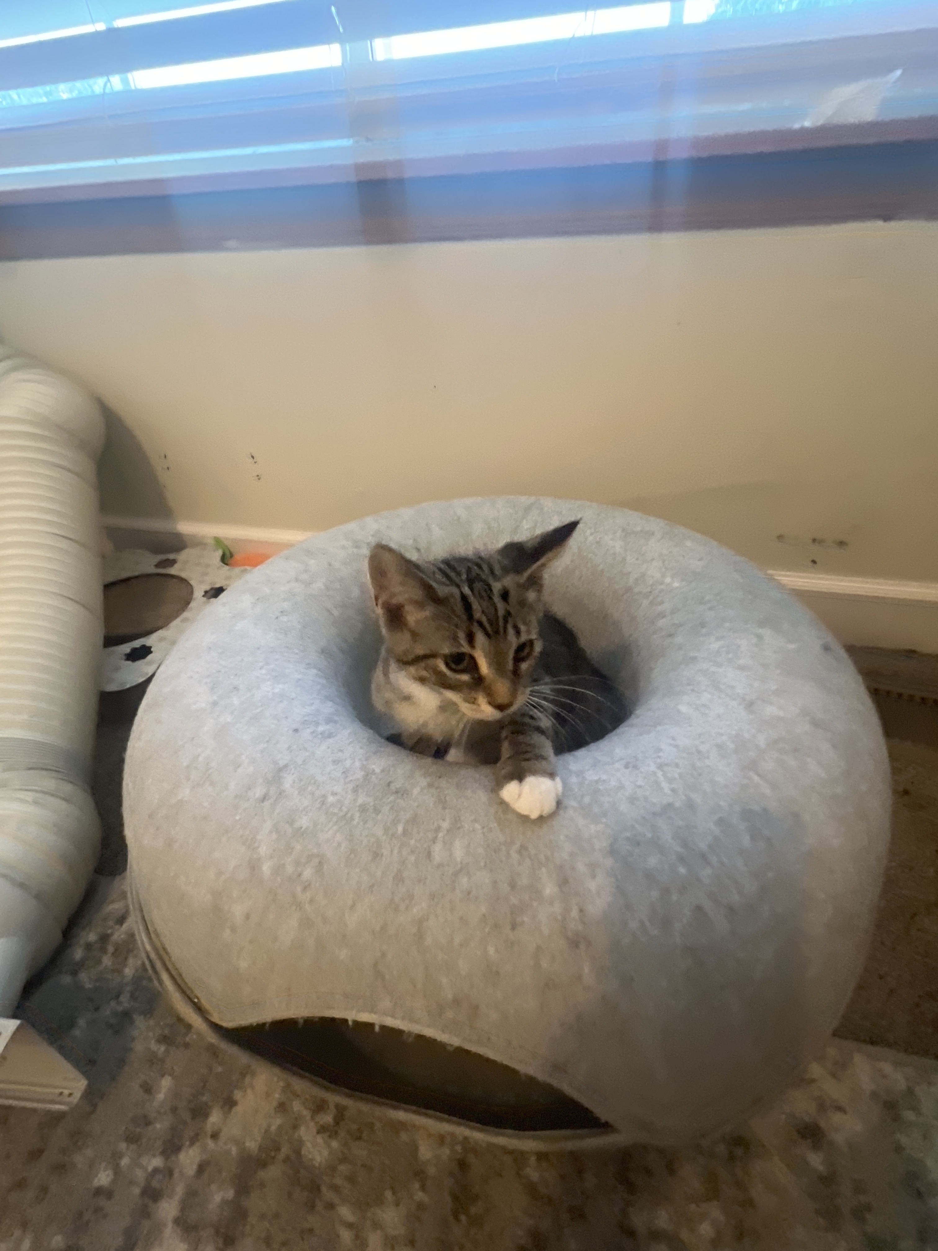 Basil