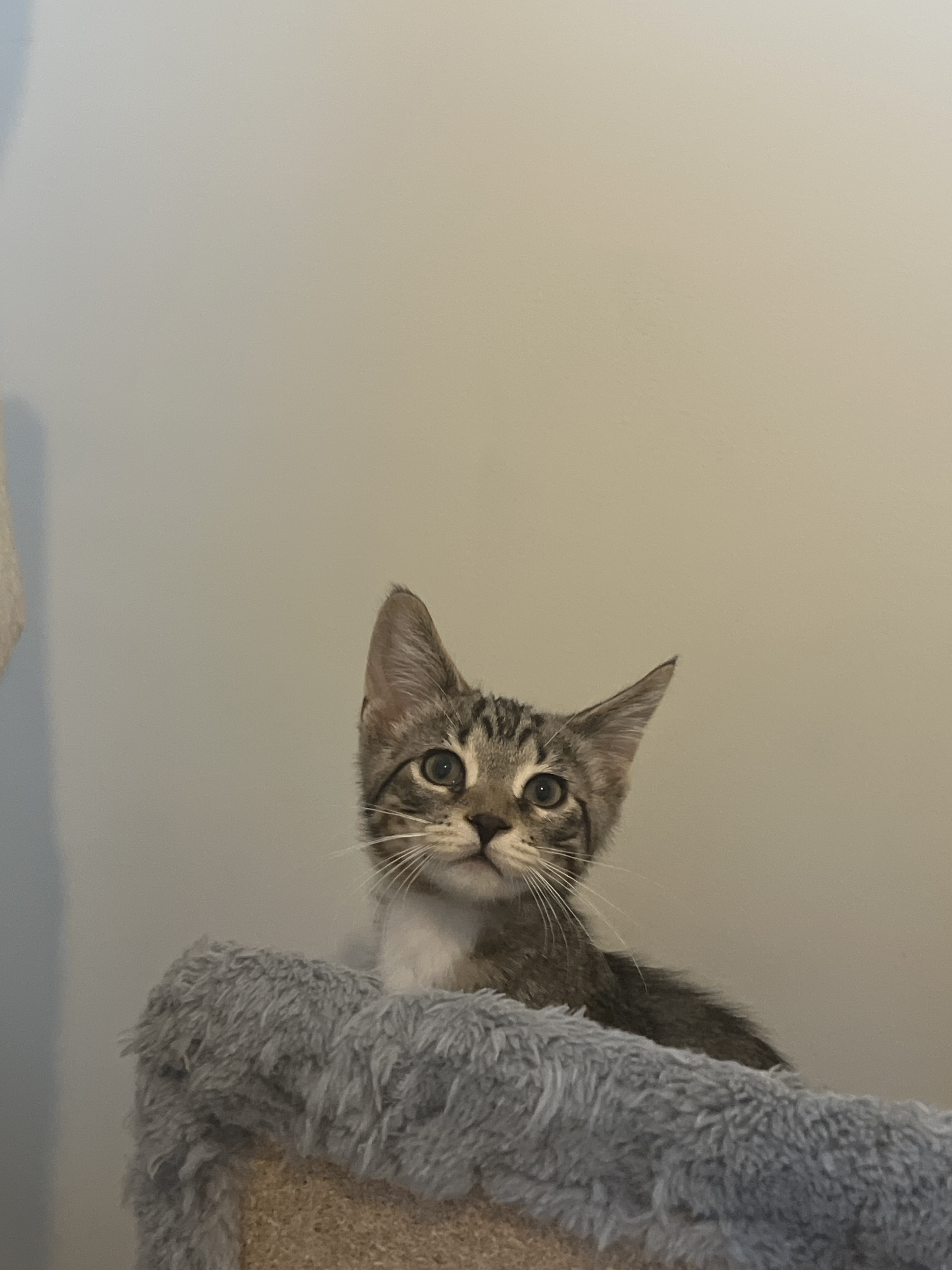 Basil
