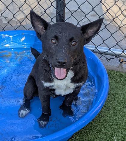 Stu, an adoptable Mixed Breed in Hutchinson, KS, 67504 | Photo Image 1