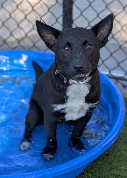 Stu, an adoptable Mixed Breed in Hutchinson, KS, 67504 | Photo Image 2