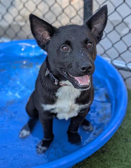 Stu, an adoptable Mixed Breed in Hutchinson, KS, 67504 | Photo Image 3