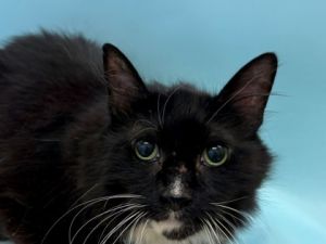 Mittens, Senior Male unknown