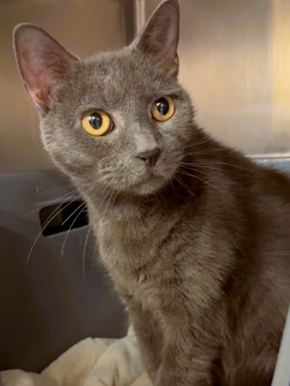 Miso