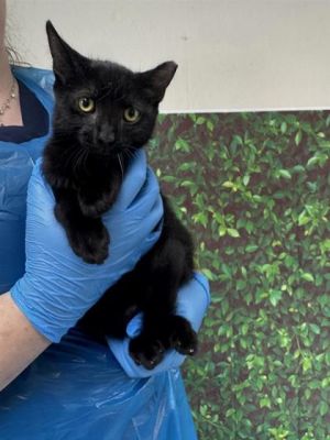Tootsie, Adult Male unknown