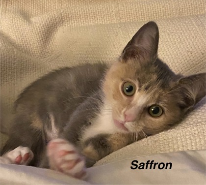 Saffron