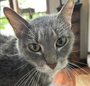 Emmy, Adult Female unknown
