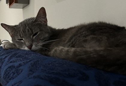 Emmy