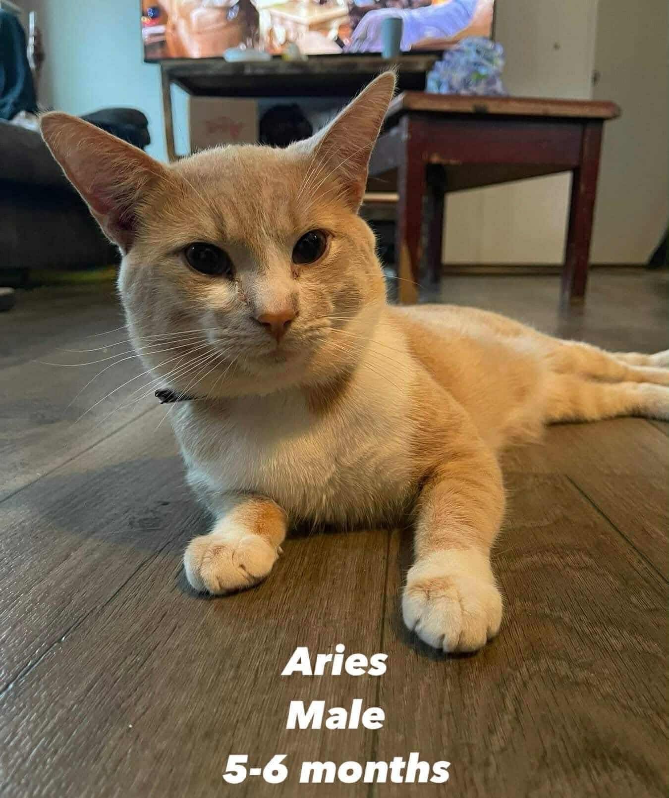 ARIES