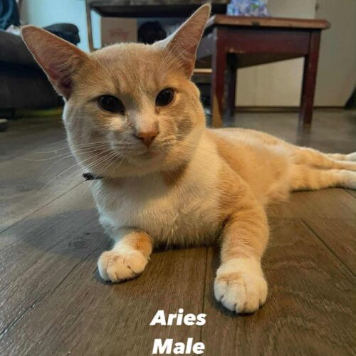 ARIES