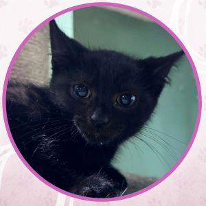 Duke Silver, Baby Male unknown