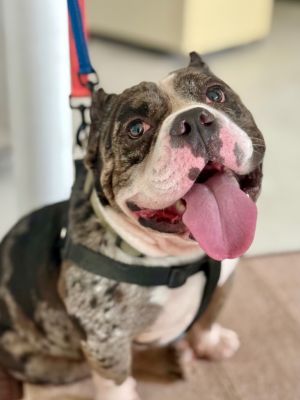 Ronnie / Bernie, Adult Male unknown
