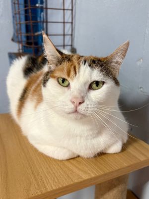 Poppy, Adult Female unknown