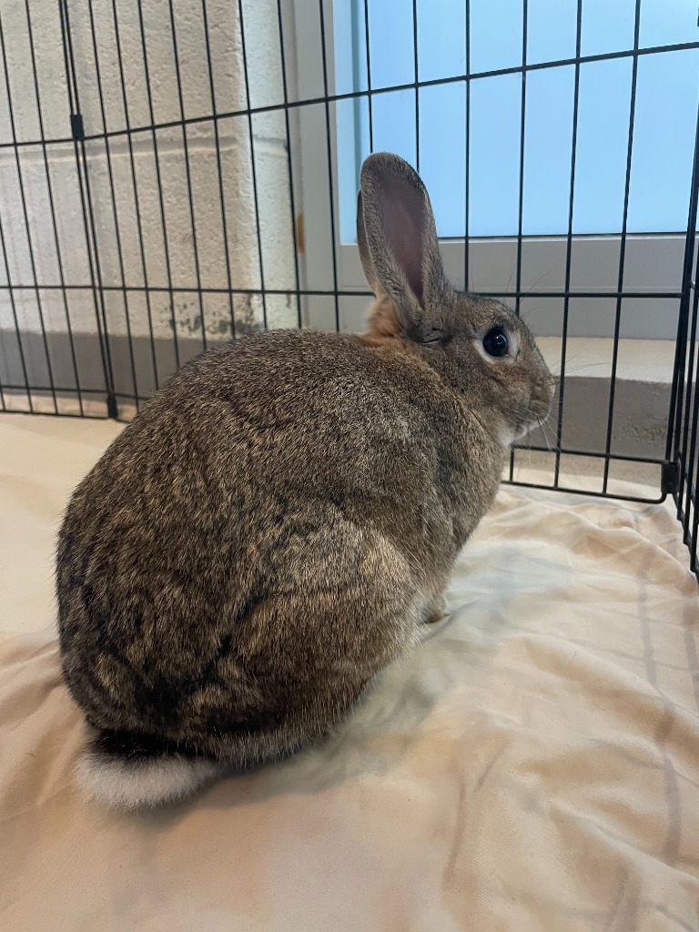 Georgie