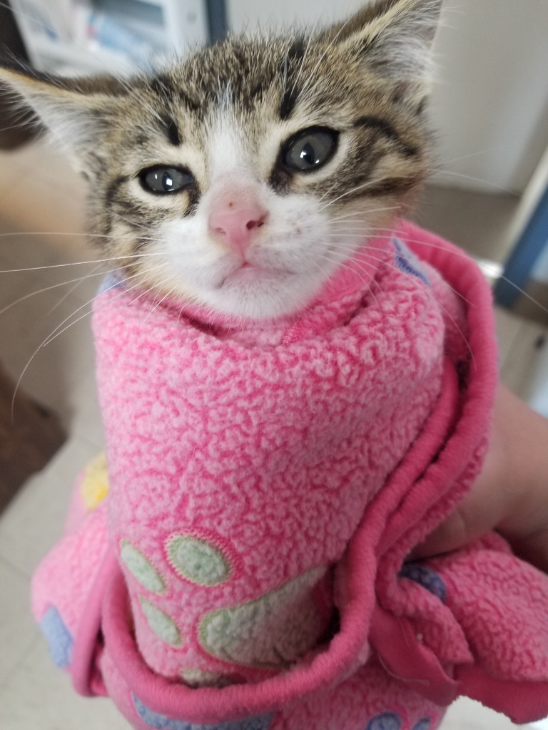 Finn