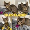 Cleveland - Silo - SPONSORED photo 1