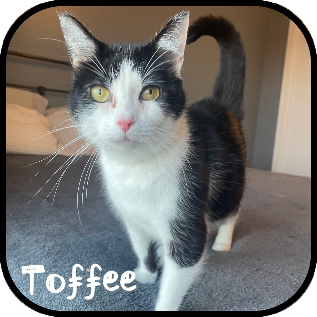 Toffee