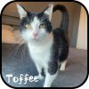 Toffee photo 1