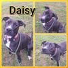 Daisy (Minnie) photo 1
