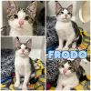 Frodo - Silo photo 1