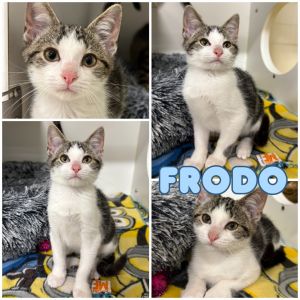 Frodo - Silo, Baby Male unknown