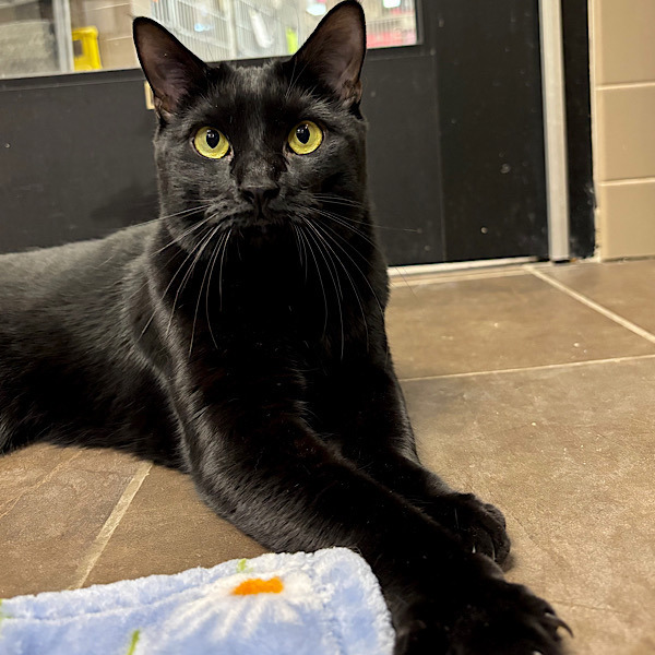 Stitch -- Bonded Buddy With Mittens