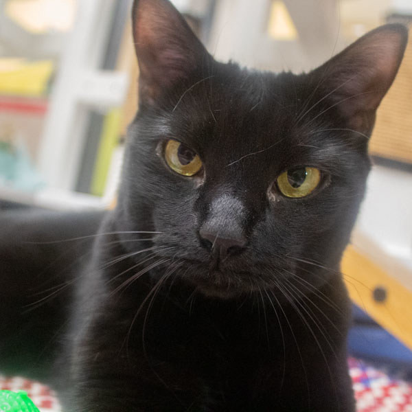 Stitch -- Bonded Buddy With Mittens