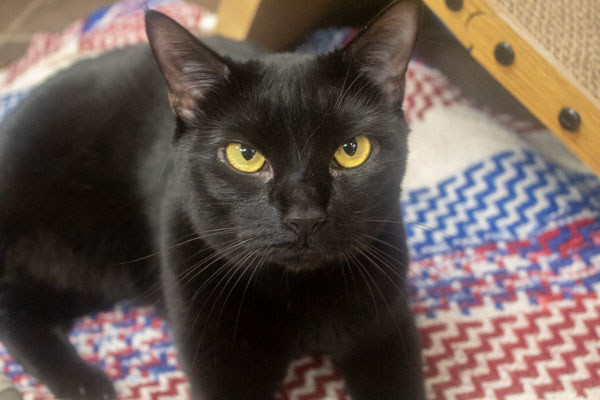 Stitch -- Bonded Buddy With Mittens