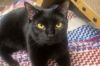 Stitch -- Bonded Buddy With Mittens photo 3