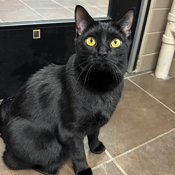 Stitch -- Bonded Buddy With Mittens
