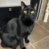 Stitch -- Bonded Buddy With Mittens photo 4