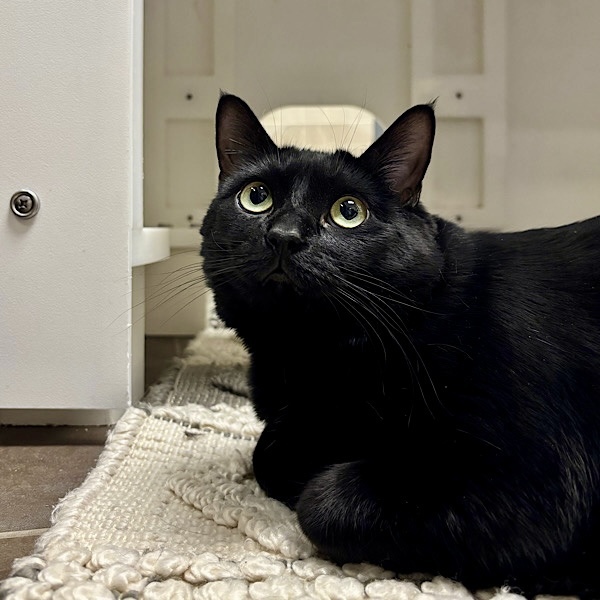 Mittens -- Bonded Buddy With Stitch