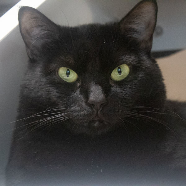 Mittens -- Bonded Buddy With Stitch