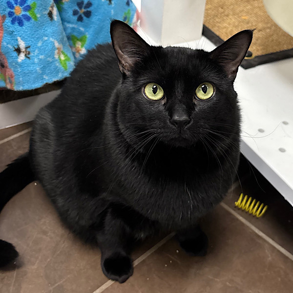 Mittens -- Bonded Buddy With Stitch