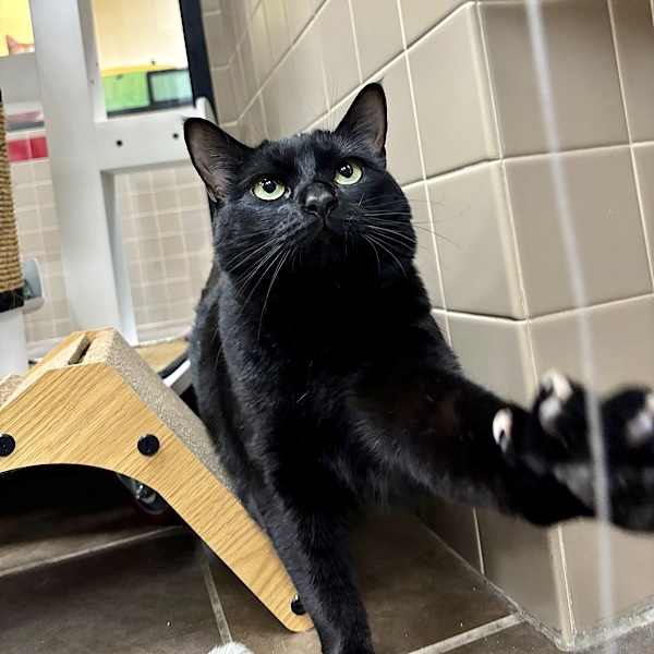 Mittens -- Bonded Buddy With Stitch