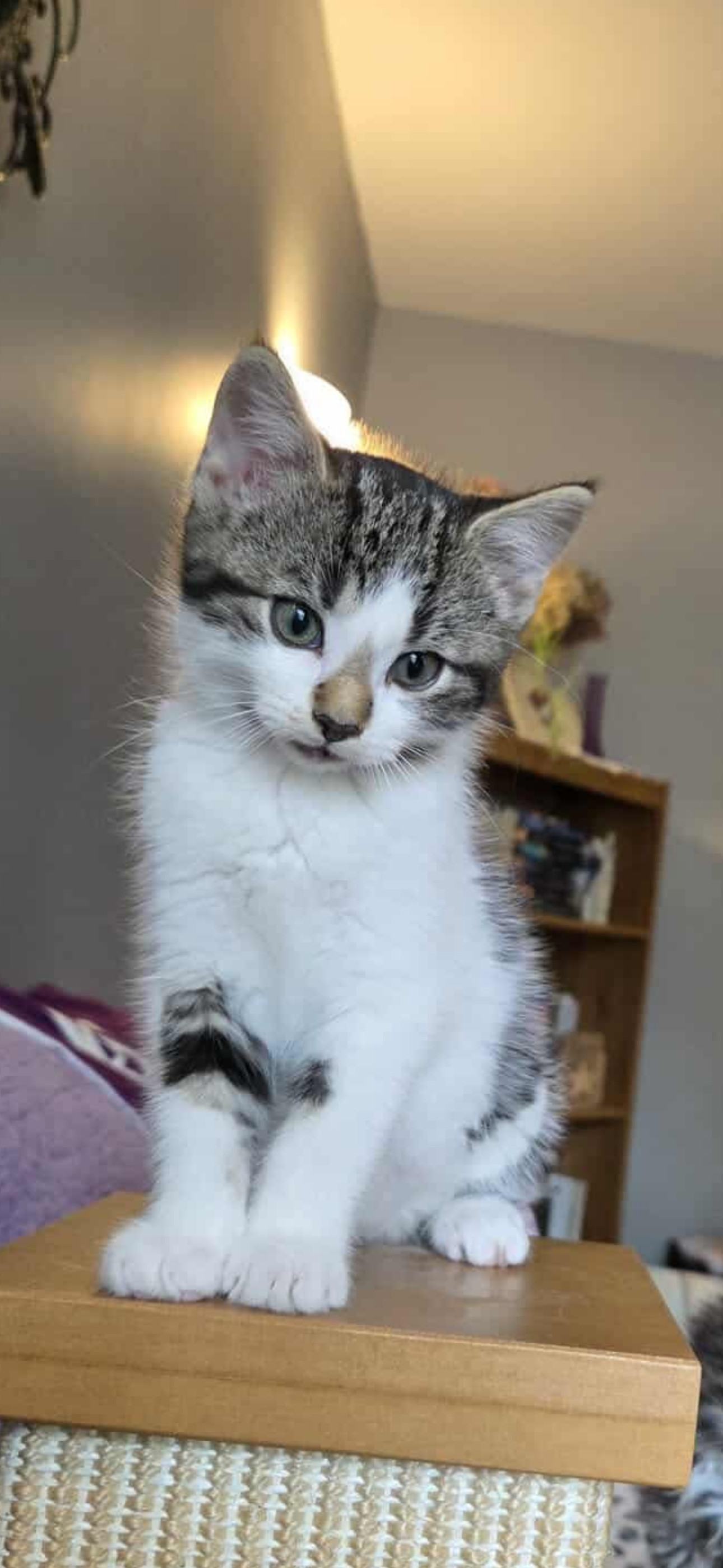 Bristol, an adoptable Domestic Short Hair in Steinbach, MB, R5G 2B2 | Photo Image 1