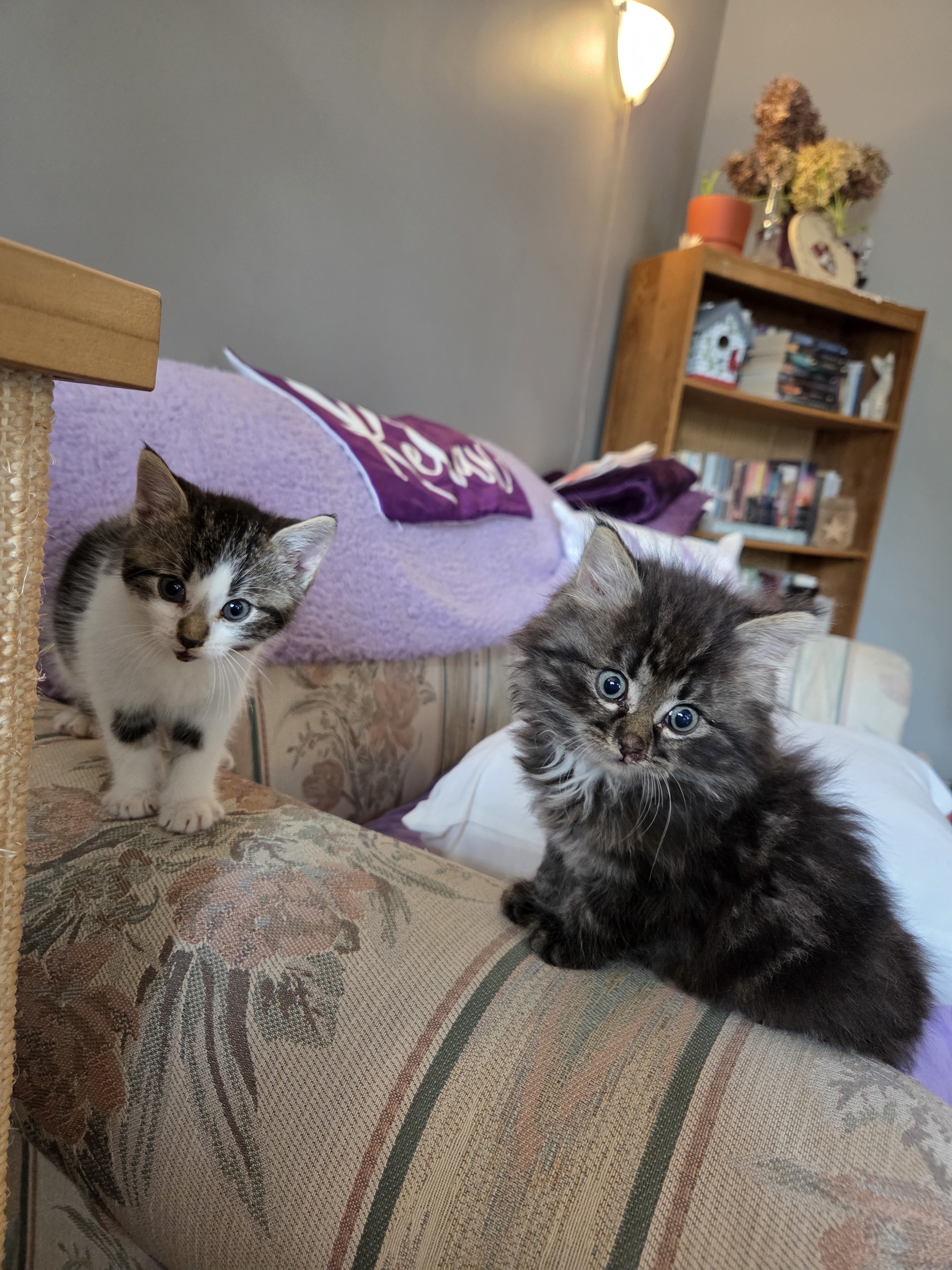 Bristol, an adoptable Domestic Short Hair in Steinbach, MB, R5G 2B2 | Photo Image 2