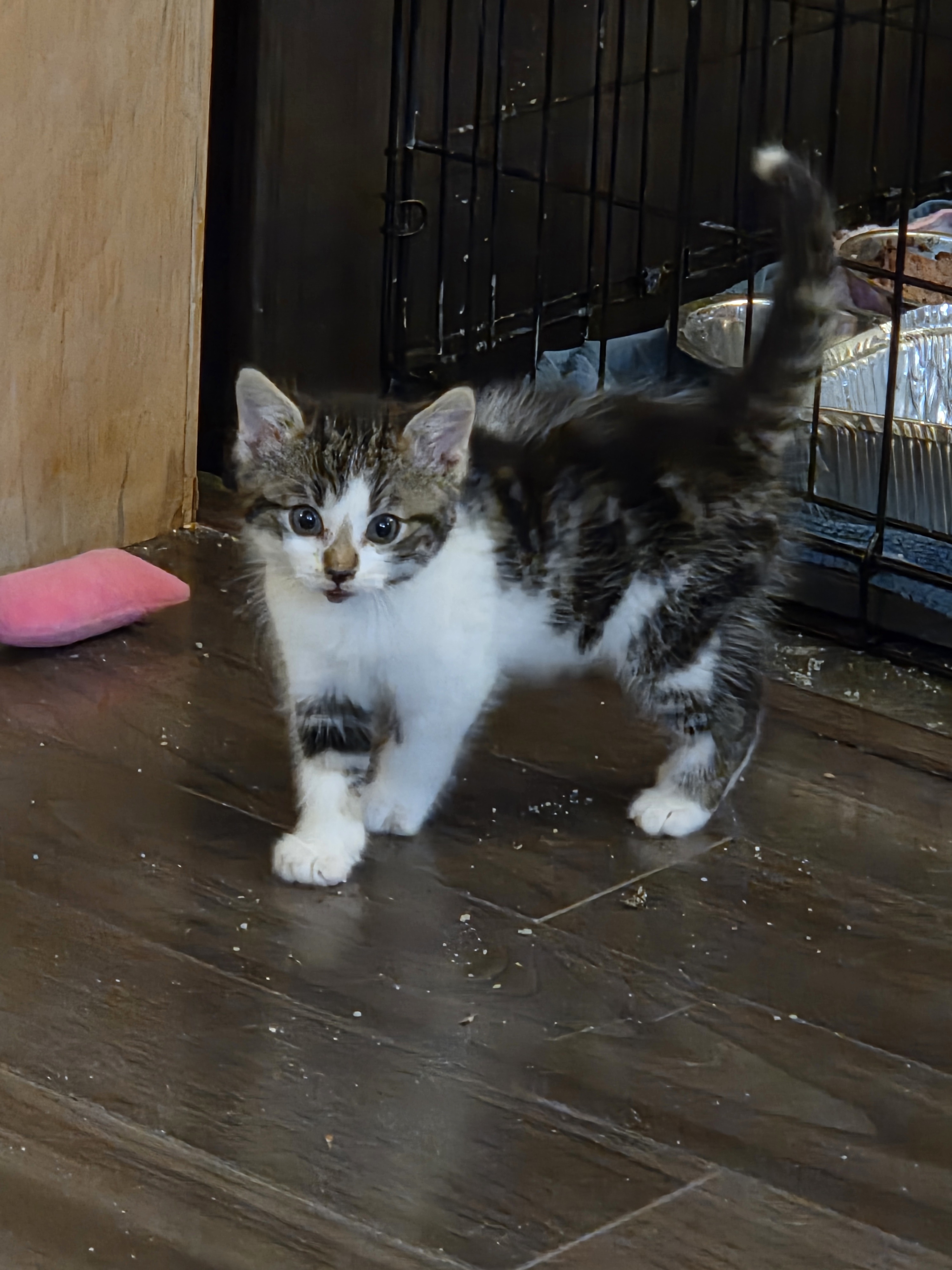 Bristol, an adoptable Domestic Short Hair in Steinbach, MB, R5G 2B2 | Photo Image 5