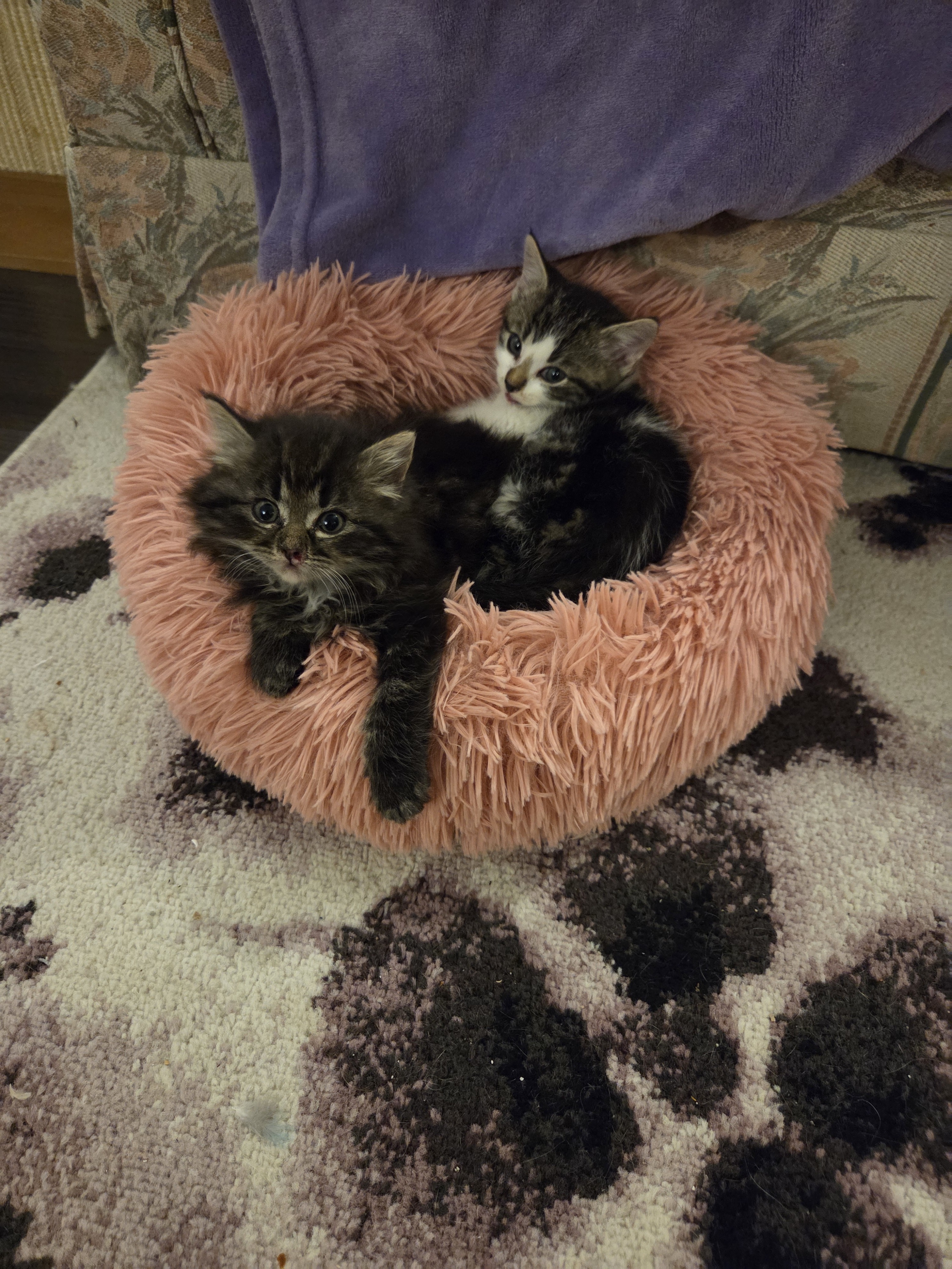 Bristol, an adoptable Domestic Short Hair in Steinbach, MB, R5G 2B2 | Photo Image 6
