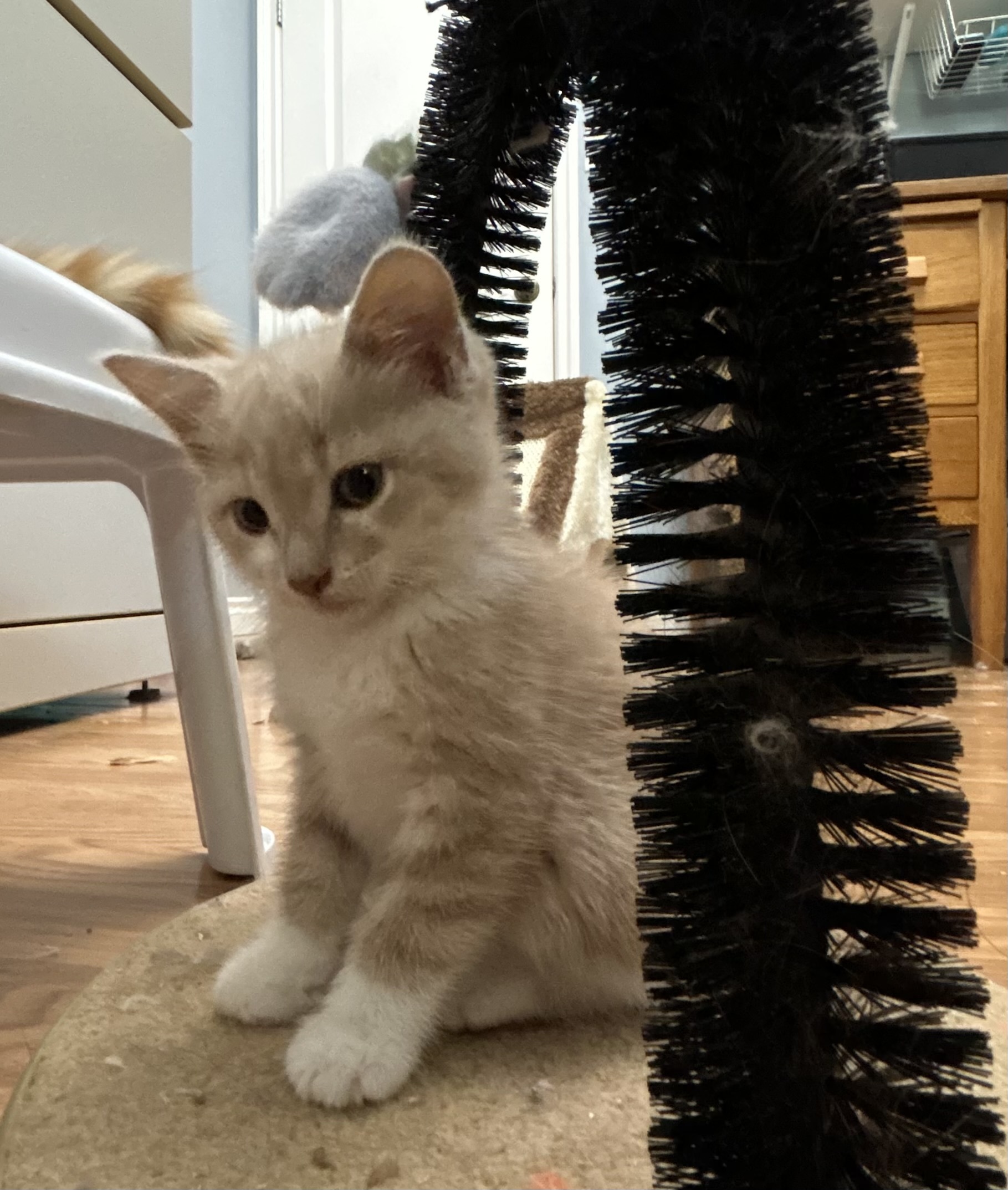 Mattie, an adoptable Domestic Short Hair in Steinbach, MB, R5G 2B2 | Photo Image 1