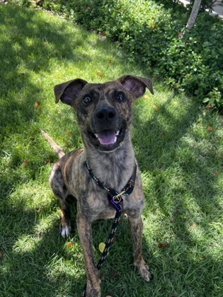 Thomas, an adoptable Terrier, Mixed Breed in Honolulu, HI, 96826 | Photo Image 1