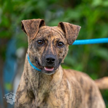 Thomas, an adoptable Terrier, Mixed Breed in Honolulu, HI, 96826 | Photo Image 1