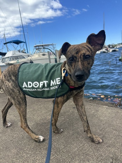 Thomas, an adoptable Terrier, Mixed Breed in Honolulu, HI, 96826 | Photo Image 2