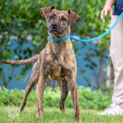 Thomas, an adoptable Terrier, Mixed Breed in Honolulu, HI, 96826 | Photo Image 3